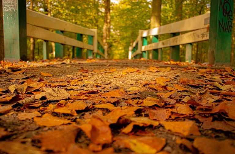 PAYÎZ Lİ WİLATÊ GULA