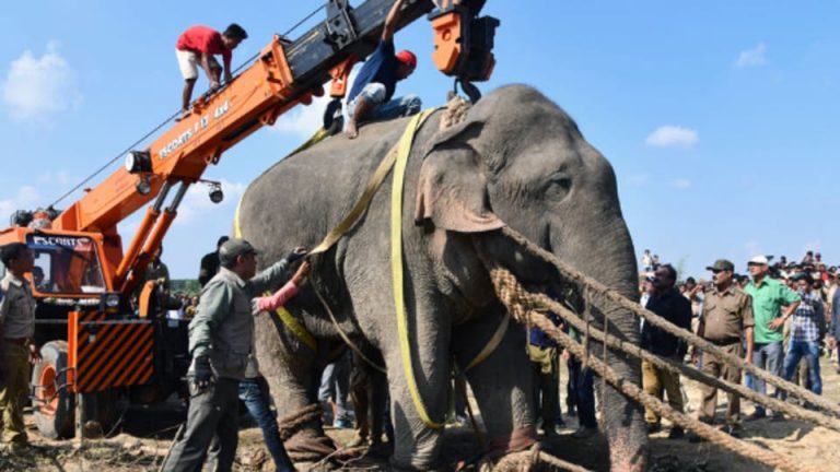 Lİ HİNDİSTANÊ FÎLEKE QATİL HAT DESTESER KİRİN