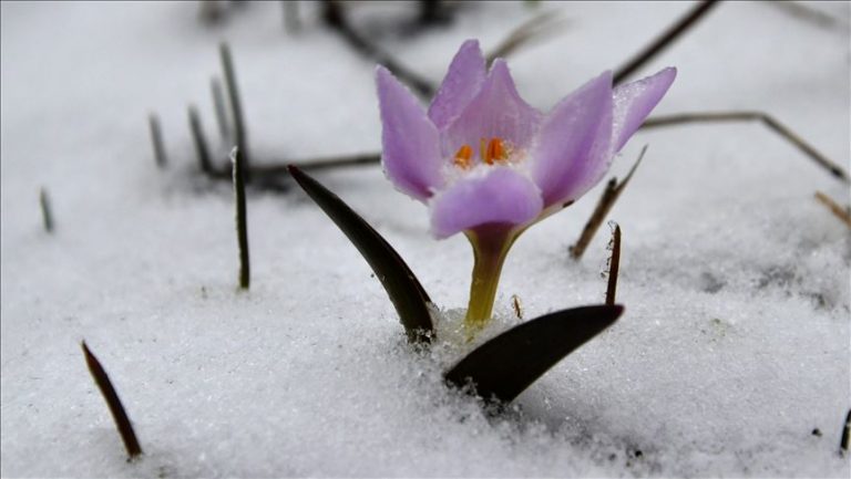 DI NÎSANÊ DA LI QERSÊ BERF BARÎ Û DÎMENÊN XWEŞIK DERKETIN HOLÊ