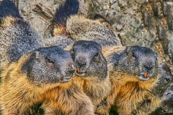 Li sînorê Mongolia digel Rûsya Ta'on belav dibe