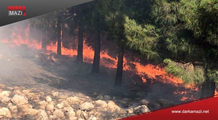 Şewat bi daristanên Rihayê ket