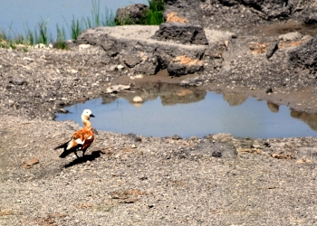 Li Qersê teyr û heywanên kovî ji ber germê aciz dibin