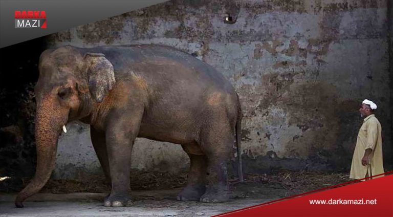 "Fîlê Dîn" piştî 35 salan di zîndanê de hate berdan