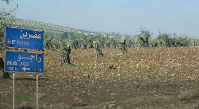 Ji dagîrkirna Efrînê 1.3 milyon darên zeytûnan hatine birîn