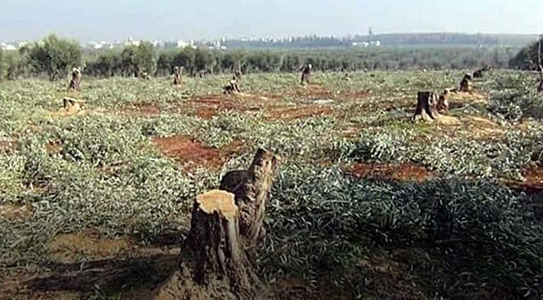 Tirkiyê li Efrînê dar zeytûn û dar Hinar jî Enfal kirin
