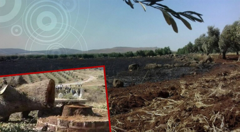 Darên temenê wan 150 sal li Efrînê têne jêkirin