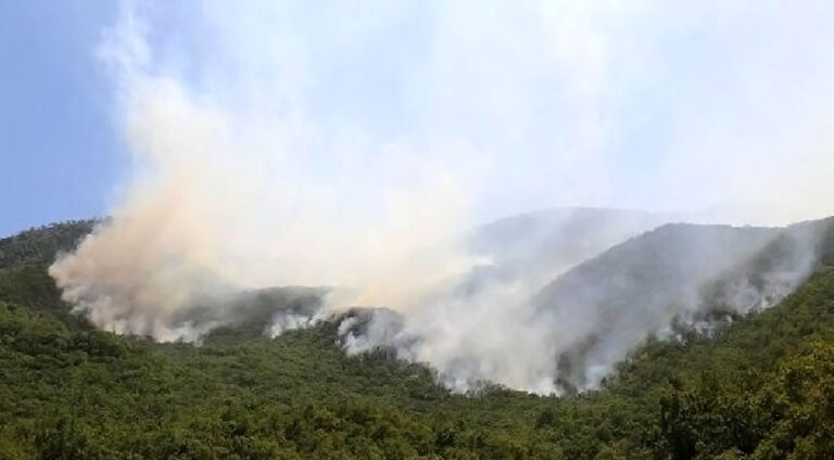 200 donem daristanên Dêrsimê şewtîn