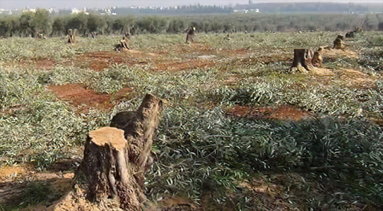 Çeteyên girêdayî Tirkiyê li Efrînê 120 darên zeytûnan ên şêniyekî Kurd birîn