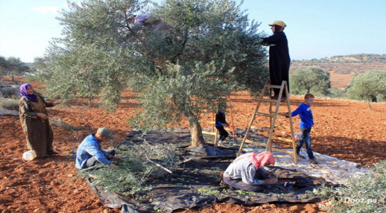 Li Efrînê 3 welatiyên Kurd ji ber li dijî baca zeytûnan derketin hatin revandin