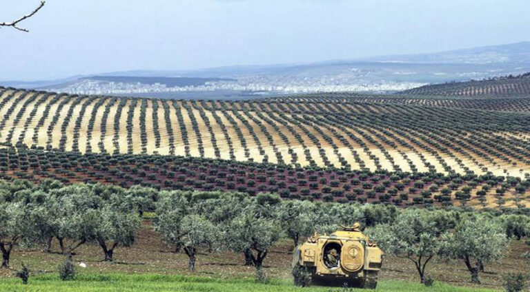 Grûpên çekdaran bi bihaneya piştevaniya Xezzeyê zeytûnên Efrînê didizin