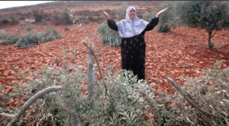 Birrîna darên zeytûnan ji aliyê grûpên çekdar ve li Efrînê berdewam e