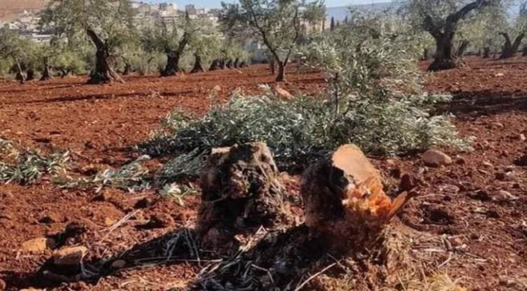 Li Efrînê Hejmarek darên zeytûnan ji aliyê çekdaran ve hatine birrîn