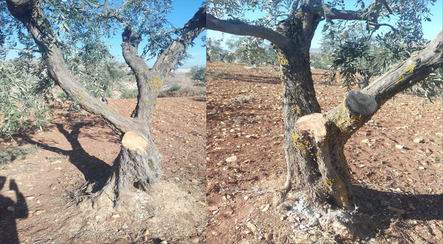 Çekdarên Hemzat bi dehan darên zeytûnan li Efrînê birîn